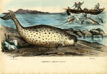 Narval, 1863-79